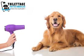 31€ pour les petits chiens 36€ pour les chiens de tailles. Toilettage Pour Chiens Toilettage Chiens Chats Toilettage Pattes Mobiles
