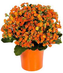 Orange Kalanchoe Plant At From You Flowers Orange Flowering Plants Planting Flowers Plants