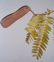 Image result for Brachystegia boehmii