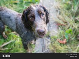 It is currently owned by mercedes mcqueen , but has a long list of former owners, residents and employees. Hunting Dog Nature Image Photo Free Trial Bigstock
