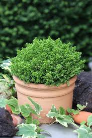 Image result for shrubby veronica hebe