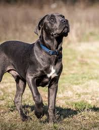 Blue italian mastiff puppies cane corso. Cane Corso Dog Names Dozens Of Awesome Ideas