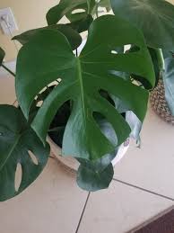 Monstera Deliciosa Plants Monstera Deliciosa Plant Leaves
