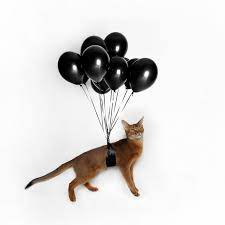 abyssinian flies on black balls