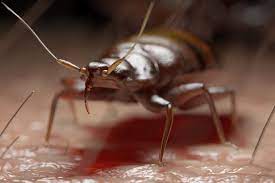 Homeadvisor's pest control cost guide gives average prices to hire a bug exterminator. Bed Bugs Pest Control Guardian Pest Management