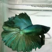 Gambar ikan cupang warna hitam. Ikan Cupang Halfmoon Hijau Solid Betta Fish Murah Shopee Indonesia