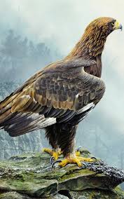 Support us by sharing the content, upvoting wallpapers on the page or sending your own. Eagle Wallpaper Best Cool Eagle Wallpapers For Android Apk Download
