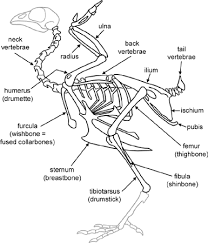 We did not find results for: Chicken Leg Bone Diagram Anatomy And Physiology Of Animals The Skeleton Wikibooks Open Books For An Open World In The Chicken Foot Dissection We Re Heading Through A Labyrinth Of Muscle