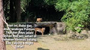 This is zoo taiping & night safari by wanamwi on vimeo, the home for high quality videos and the people who love them. Cuteness Overload Three Malayan Tiger Cubs Finally Available For Viewing At Taiping Zoo And Night Safari Video Life Malay Mail