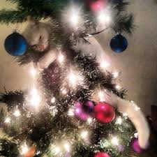 13 Cats Who Are Baffled By The Whole Christmas Tree Thing Cat Christmas Tree Christmas Cats Christmas Animals
