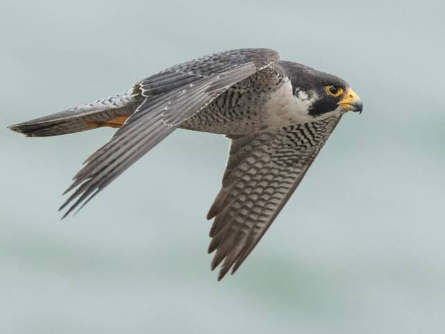 10 Ways to Help Birds | Birds, Cornell Lab of Ornithology