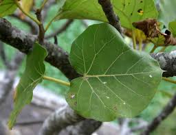 Image result for Ficus abutilifolia