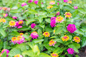 Find lantana perennials at lowe's today. Lantana Plants Care And Growing Guide