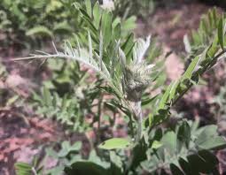 Image result for Tephrosia rhodesica