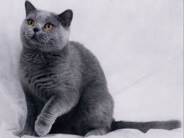 Kucing yang berasal dari thailand ini adalah salah satu hewan peliharaan terpopuler di dunia. 14 Kucing Ras Termahal Dengan Harga Fantastik Di Dunia