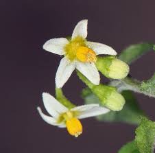 Image result for Solanum americanum