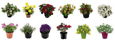 Check spelling or type a new query. Aldi Supports Irish Flower Supplier Little Bridge Flowers Of Doneraile Co Cork Thecork Ie News
