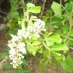 Image result for Paullinia pinnata