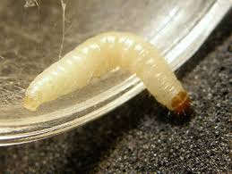 Unlike the peristaltic movement of an earthworm, a planarium slides smoothly, more like a snail, on the glass of the aquarium. How To Figure Out What The Tiny White Yellow Worms Crawling Around On The Kitchen Floor Are Quora