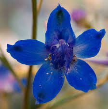 Delphinium Flowers