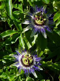 Image result for Passiflora caerulea