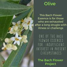Pin On Bach Flower Remedies