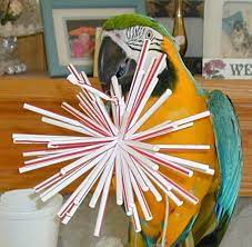 Parrot Playtime In 2021 Parrot Toys Homemade Bird Toys Diy Bird Toys