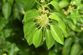 Image result for Vernonia auriculifera