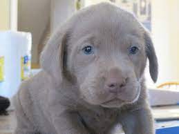 I Would Like One Of These Please And Thank Yous So Adorable Silver Lab Puppies Silver Labrador Puppies Puppies