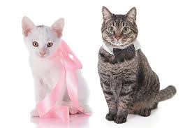 A mix female chimeras can be xx/xx (two fused female embryos) or xx/xy (where the xx embryo cells form the gonads, producing a cat that appears. Cat Private Parts What S Normal And What S Not Down There Catster