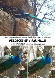Peacock Sanctuary Of Viralimalai Murugan Temple Tamil Nadu World Heritage Sites Festivals Of India
