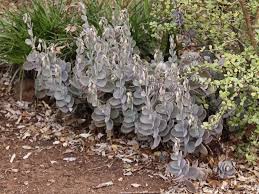 Image result for Kalanchoe fedtschenkoi
