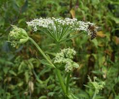 Image result for Physotrichia