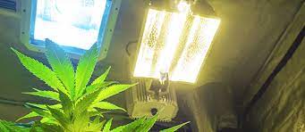 Maybe you would like to learn more about one of these? A Look At The Best Grow Lights For Cannabis Zamnesia Blog