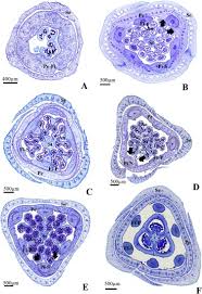 Image result for Andropterum