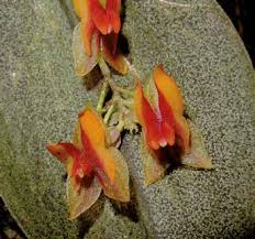 Image result for Habenaria uncicalcar