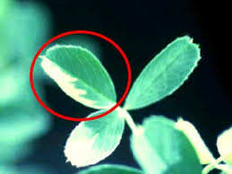 When the bacteria with the desired, implanted gene are grown, they are made containing a selector. Alternative To Tissue Culture Transformation 1 Plant Tissue Culture Passel