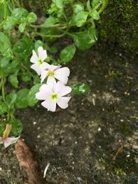 Image result for Malcolmia maritima