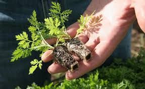Mental health charity mind, which is a partner with itv on its britain get talking campaign. Africa Profiting From Madagascar S Herbal Cure For Covid The Story Behind Artemisia Allafrica Com