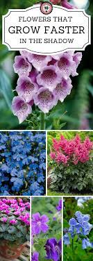 Luckily, there are some beautiful shade loving plants in india, that we will share with you today. Top 10 Beautiful Shade Loving Flowers Shade Loving Flowers Shade Garden Plants Shade Flowers