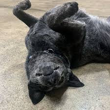 Run Dog Run Inc. added a new photo — at...