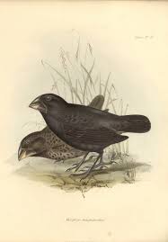 Charles Darwin A Life Of Discovery Animais Feira Cultural Feiras