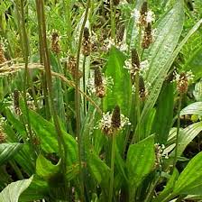 Image result for Plantago lanceolata