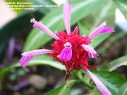 Image result for Justicia rodgersii