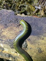 Image result for Monocymbium