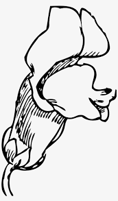 Draw the base for your flower drawing. Snapdragon Flower Tattoo Drawing Of Snapdragon Flower Png Image Transparent Png Free Download On Seekpng