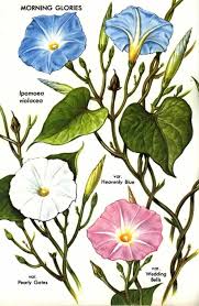 Image result for Ipomoea violacea