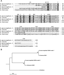 Mvista tablet is a capsule manufactured by emcure pharmaceuticals ltd. Phylogenetic Relationships Of Atractylodes Lancea A Chinensis And A Macrocephala Revealed By Complete Plastome And Nuclear Gene Sequences