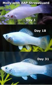 Pin Auf Aquarium Medications Disease