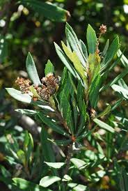 Image result for Brachylaena huillensis